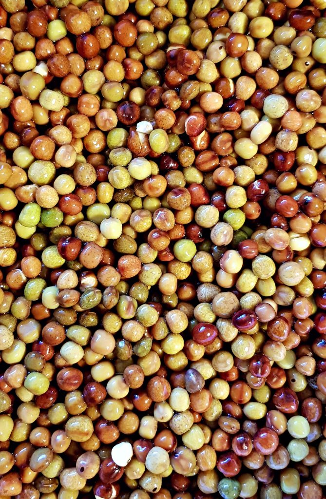 Roveja legume antico pisello selvatico