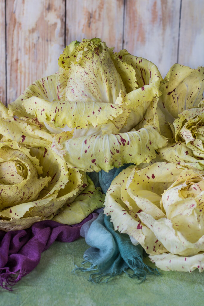 Radicchio variegato di Castelfranco IGP la rosa che si mangia